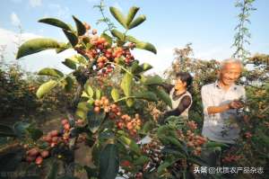 花椒种植成本(采1斤花椒要6元人工费用机械采摘的花椒不香吗？良种良法良机缺一不可)