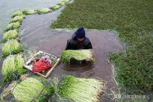 水芹几月种植(新技术：水芹种在浮排上，泥鳅浮排下面游，每亩产值4万元)