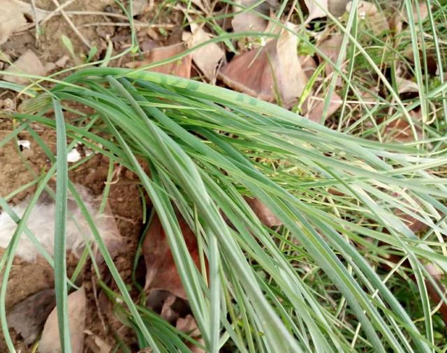 菜农土法培植野蒜，方法简单你也可学会，长出的野蒜可吃一冬春