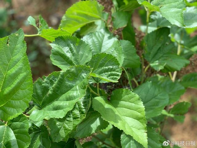 大山深处 一个“桑蚕小镇”是如何破茧而出的？