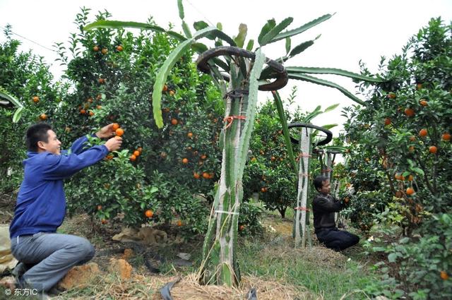 种植业如何跳出失败怪圈？3条路子送给你，建议收藏