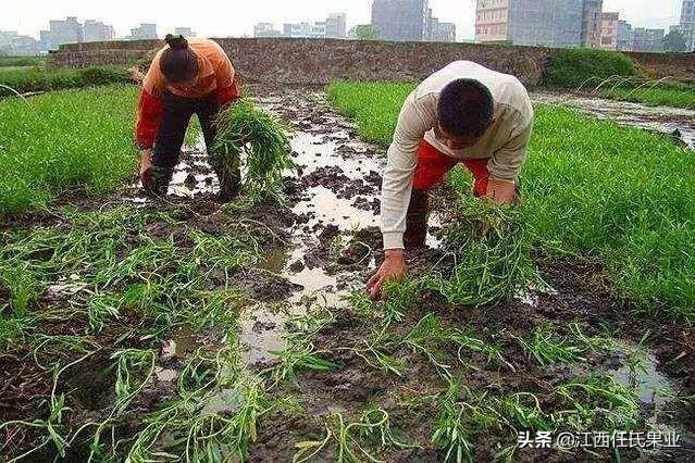 怎么种水蕹菜、水空心菜、藤蕹菜、水上竹叶菜