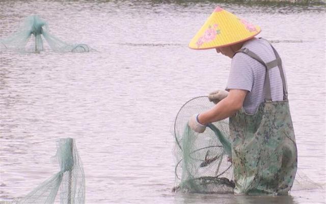 小龙虾“火红”上市，虾稻轮作“钱”景正好