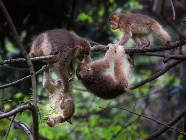 藏酋猴拔草、黄腹角雉啄食……浙江国宝级野生动物“自拍”超可爱！