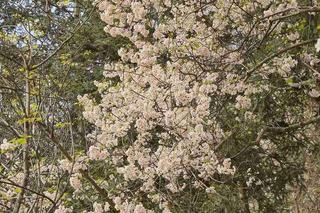 广西西林县：千亩油桐花惹人醉