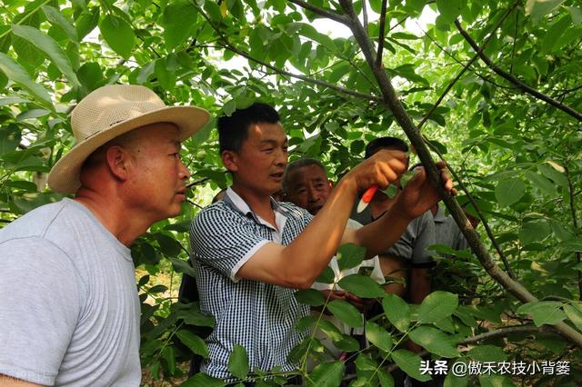 核桃树环剥能解决成花难、不坐果、结果少的问题，但要注意这几点