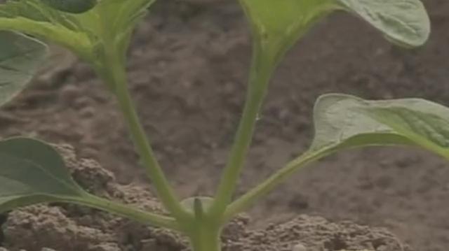 芝麻一穴一株，一株双杆高产栽培技术，原来是这样种植的