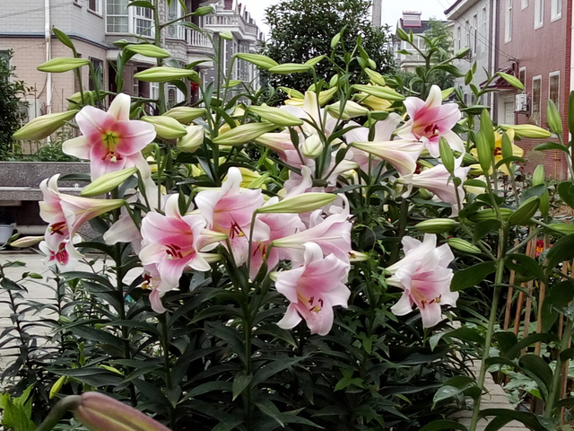 打造有格调的庭院花园，老花匠常养6种花，开花性好，高级感满满