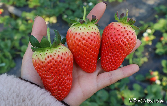 如何让草莓变得更红更甜更好吃？种植草莓要注意这几点