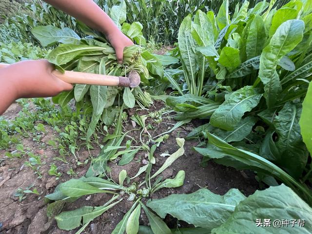 干货分享：牧草品种怎么选择？你选对了吗？牧草种植前一定要记住