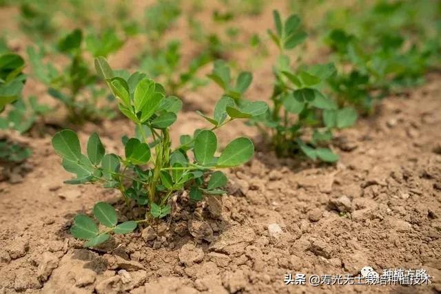 地膜花生高产种植新技术，早知早受益，建议收藏