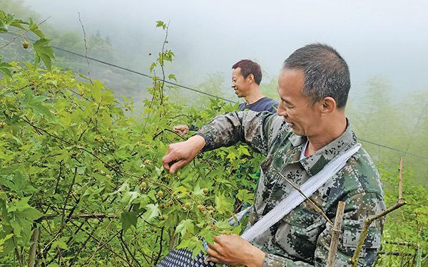 尤溪覆盆子迎来采收季