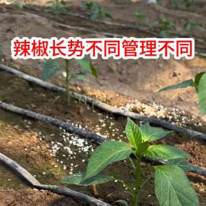 青椒种植管理技术(辣椒不同长势，管理方法不同#辣椒#辣椒种植)