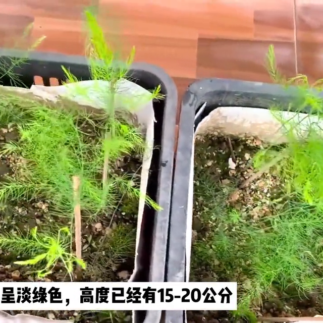 教你在家种植芦笋，存活7到8年，每年还能采收2次