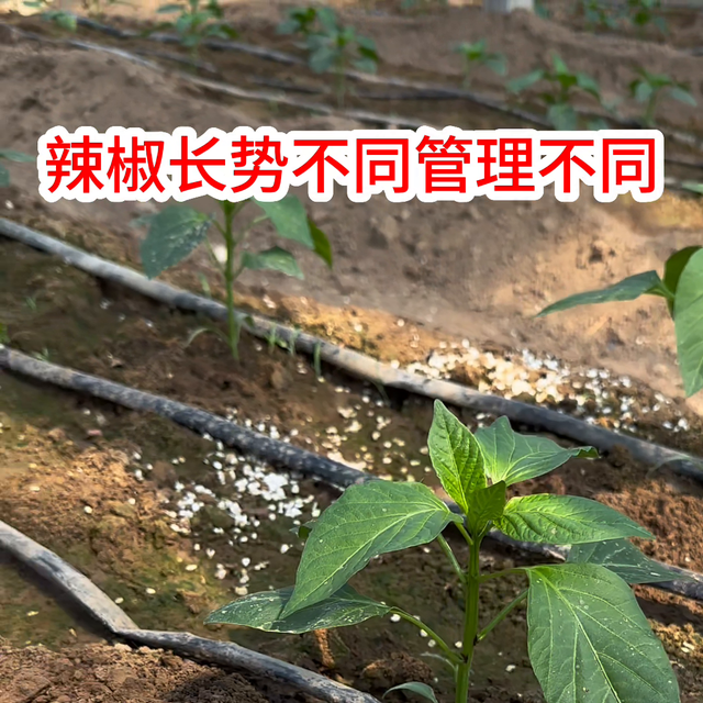 辣椒不同长势，管理方法不同#辣椒#辣椒种植