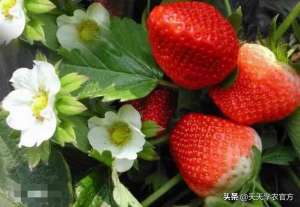 夏草莓种植(原来四季草莓有这么多品种2019年种植哪个品种好？)