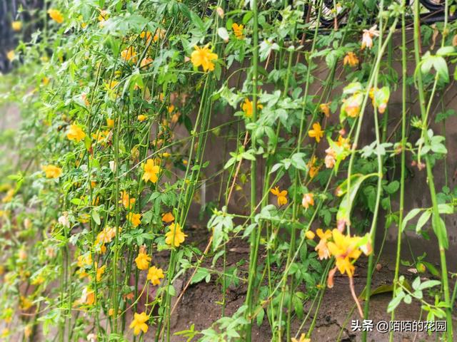 北方庭院每月都想赏花？就选这些花搭配种植