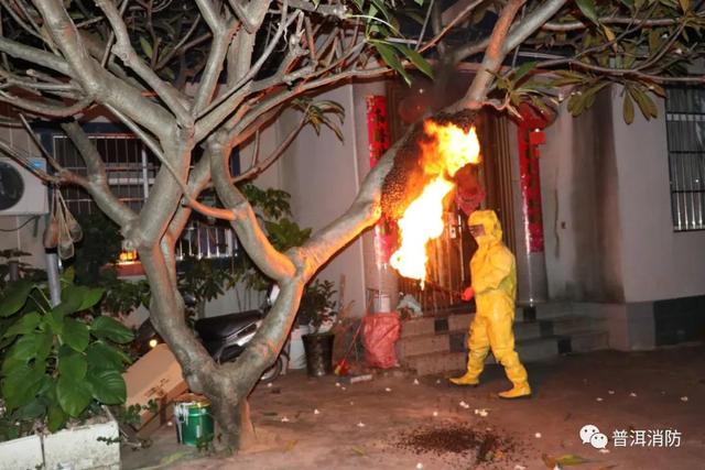 景谷：马叉蜂筑巢绿化树吓坏居民 消防及时摘除解忧