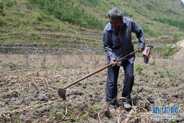 广西河池宜州区：瑶乡牧草变“金草”