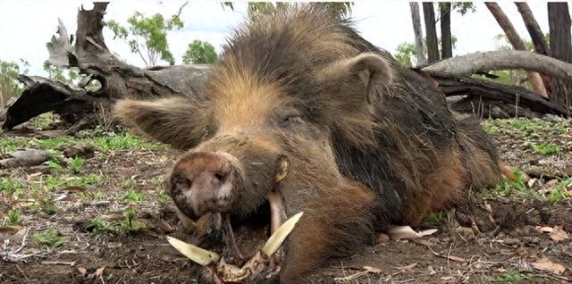 “野猪肉”要上市了？陕西对20万头野猪大开杀戒，它们犯了啥错？