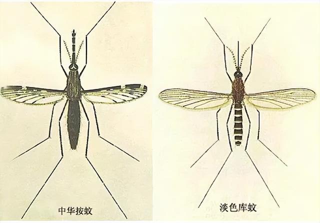 一斤卖上百元，一群人靠卖“蚊子”幼虫暴富，国家为何断人财路？