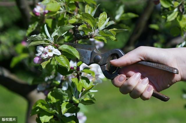 苹果树合理修剪新技术，高产、稳产、优质，附高效苹果种植技术