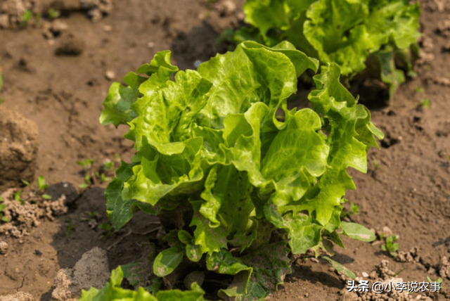 生菜有营养很好吃，但是你知道它该如何种植呢？