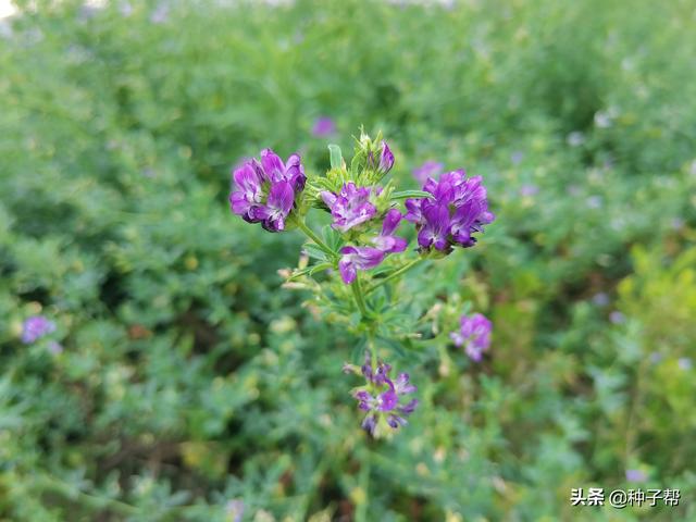 干货分享：牧草品种怎么选择？你选对了吗？牧草种植前一定要记住