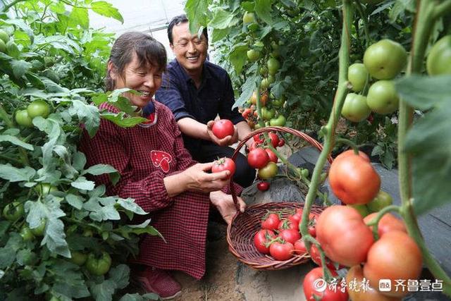 莘县瓜菜菌种植面积和总产量均居山东省首位