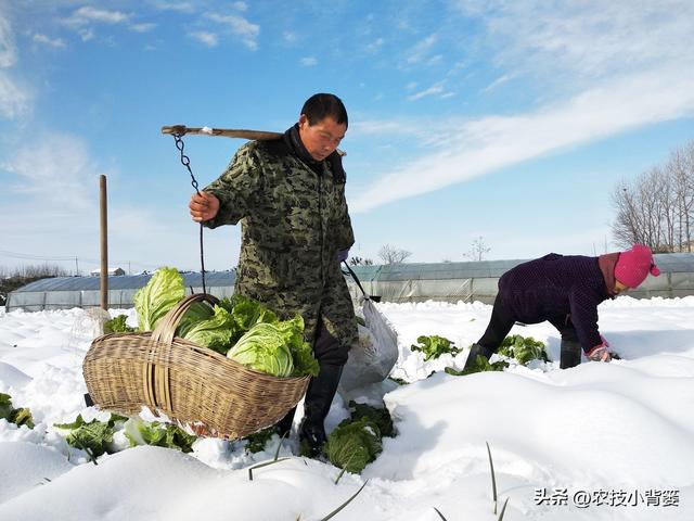 如何才能种好大白菜？这3个方面一定不能忽视