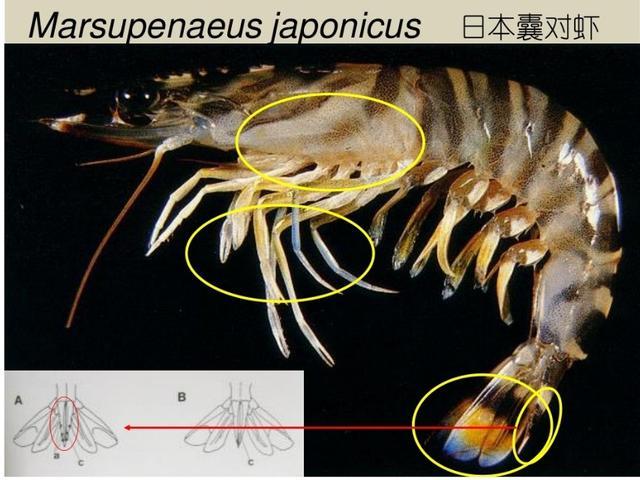 「特种养殖」我国主要对虾养殖品种有哪些？竟多达6属29个品种