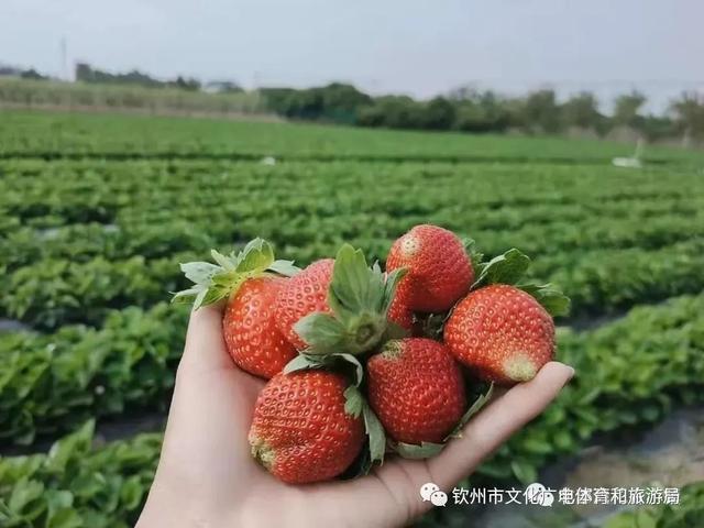 北部湾花卉小镇的草莓熟啦！“冬天的第一颗草莓”你吃了嘛？