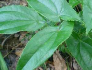 淫羊藿的种植技术(淫羊藿多少钱一斤？如何种植？有哪些功效及作用？)