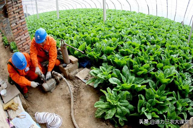 大棚蔬菜高产优质种植方法，只要学会这几招，每亩至少多挣5000元