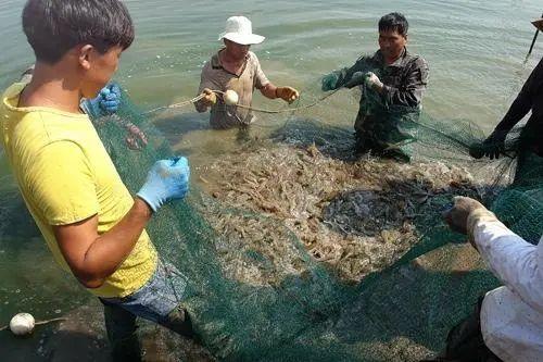 养虾技术丨基围虾淡水养殖需要些什么条件？