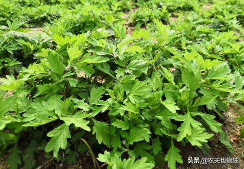 种一次管三年，1年可以割3茬，亩纯利润3000元，种植的农民不多