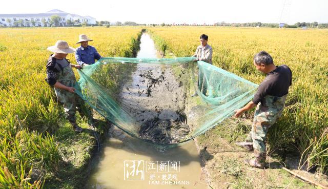 黑鱼“游”进稻田间 吴兴首批稻田生态黑鱼已上市