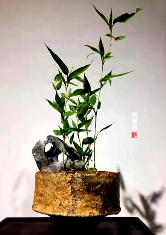 养竹必备《蝴蝶竹养植宝典》