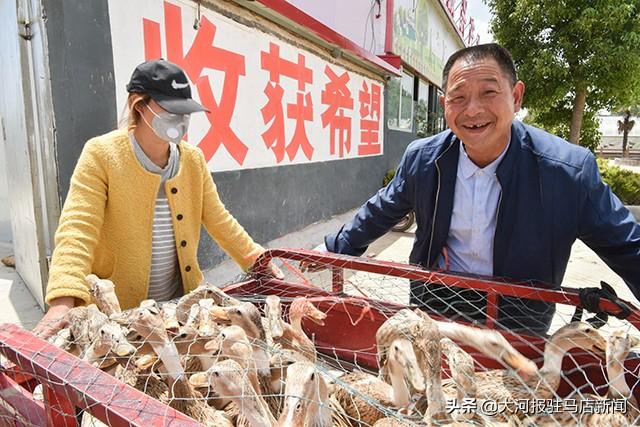 河南这个村：给贫困户分蛋鸭，下鸭蛋“滋润”日子……