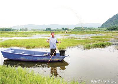 柳州龙虾养殖每亩虾田年净收入达1万元 小龙虾“撑”起致富天地