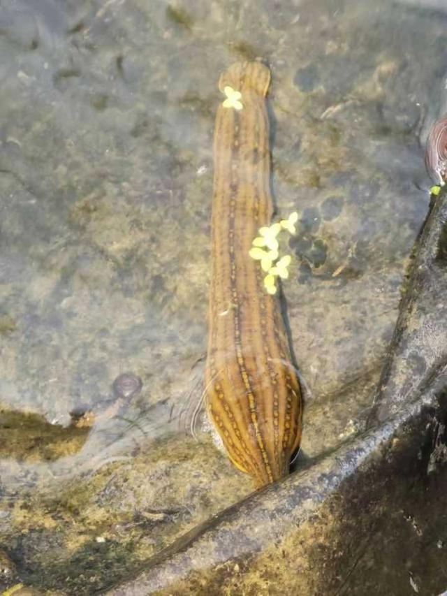 稻田、水蛭养殖场里的水蛭都快扛不住了，杭州消防员连续多日送去百吨水