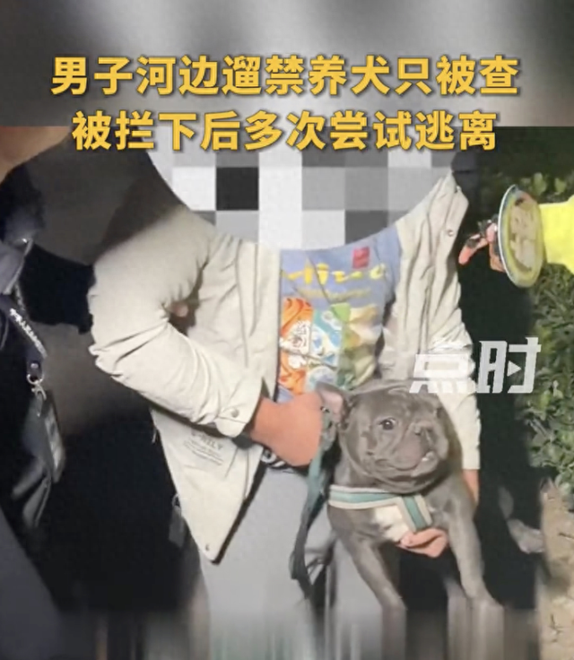 法斗是烈性犬？郑州全面禁养令来了！别让民众情绪走向另一个极端