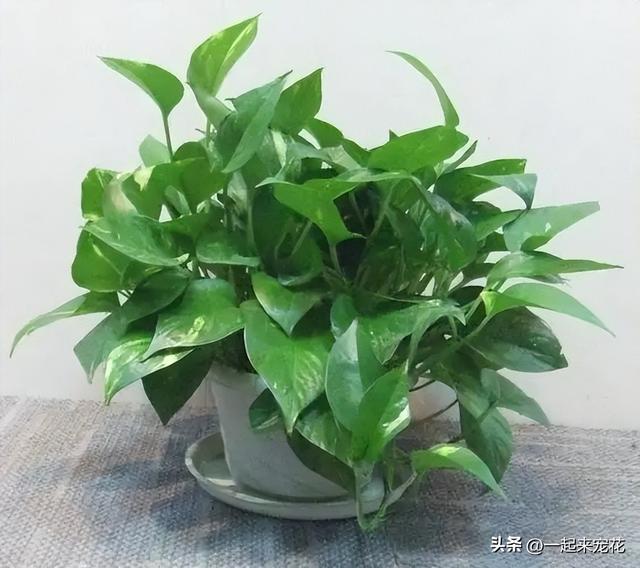 适合居家种植的5种植物，清新好看除尘杀菌，一次养十盆不嫌多