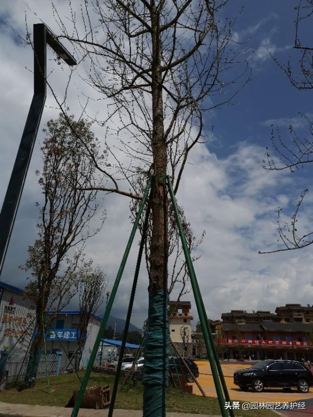 关于贵州雷山县某工程上的几种大规格乔木的养护方案