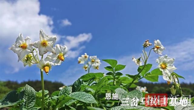 世界硒都（恩施）土豆花儿香飘中国光谷