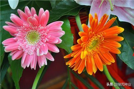 非洲菊怎么养：非洲菊怎么种