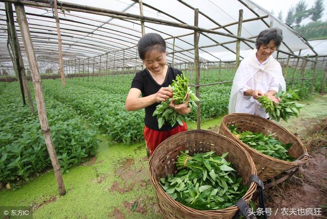 立秋后还能种什么菜？这几种蔬菜种植正当时，城里阳台上也能种