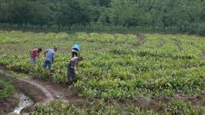 安徽白芨种植(和县善厚：白芨治好了早林人的“贫困病”)