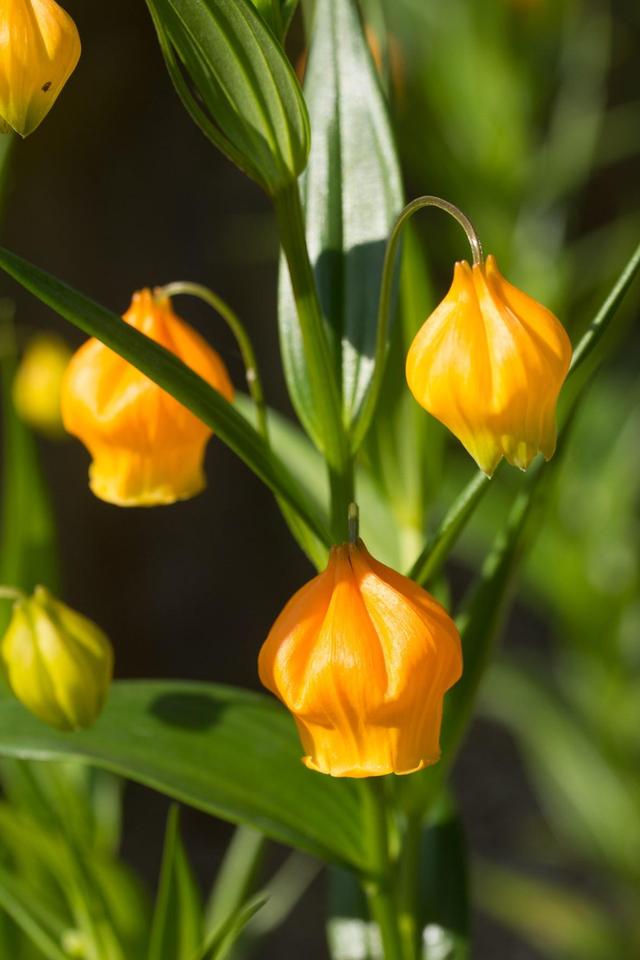 价格昂贵的宫灯百合花，栽种不入坑，就该这样做