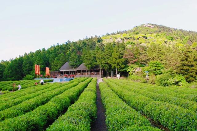 景美茶香！拿好这份浙江茶园地图，觅春去~